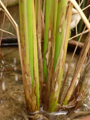 Khô vằn